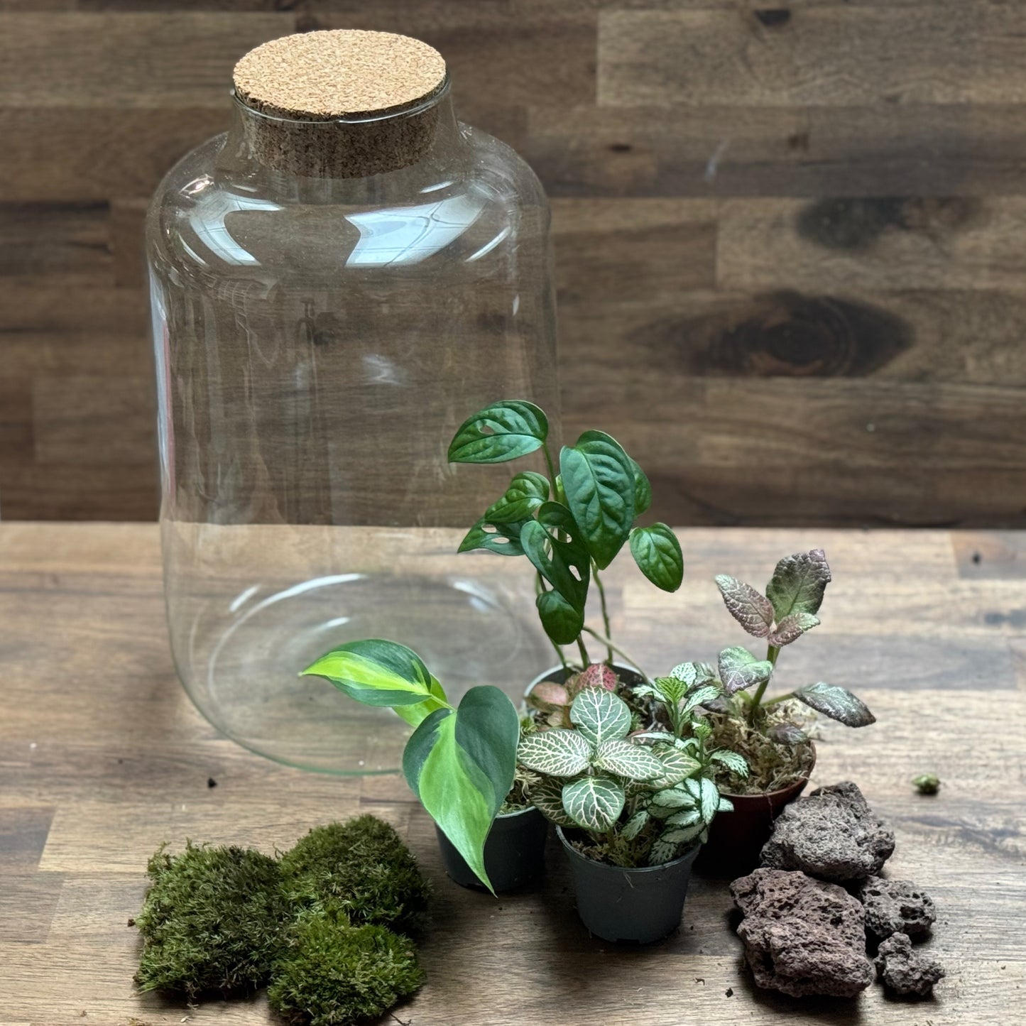 Flaschengarten DIY Set No113 Monstera x Philodendron 'Brasil' x Episcia cuperata x Fittonia