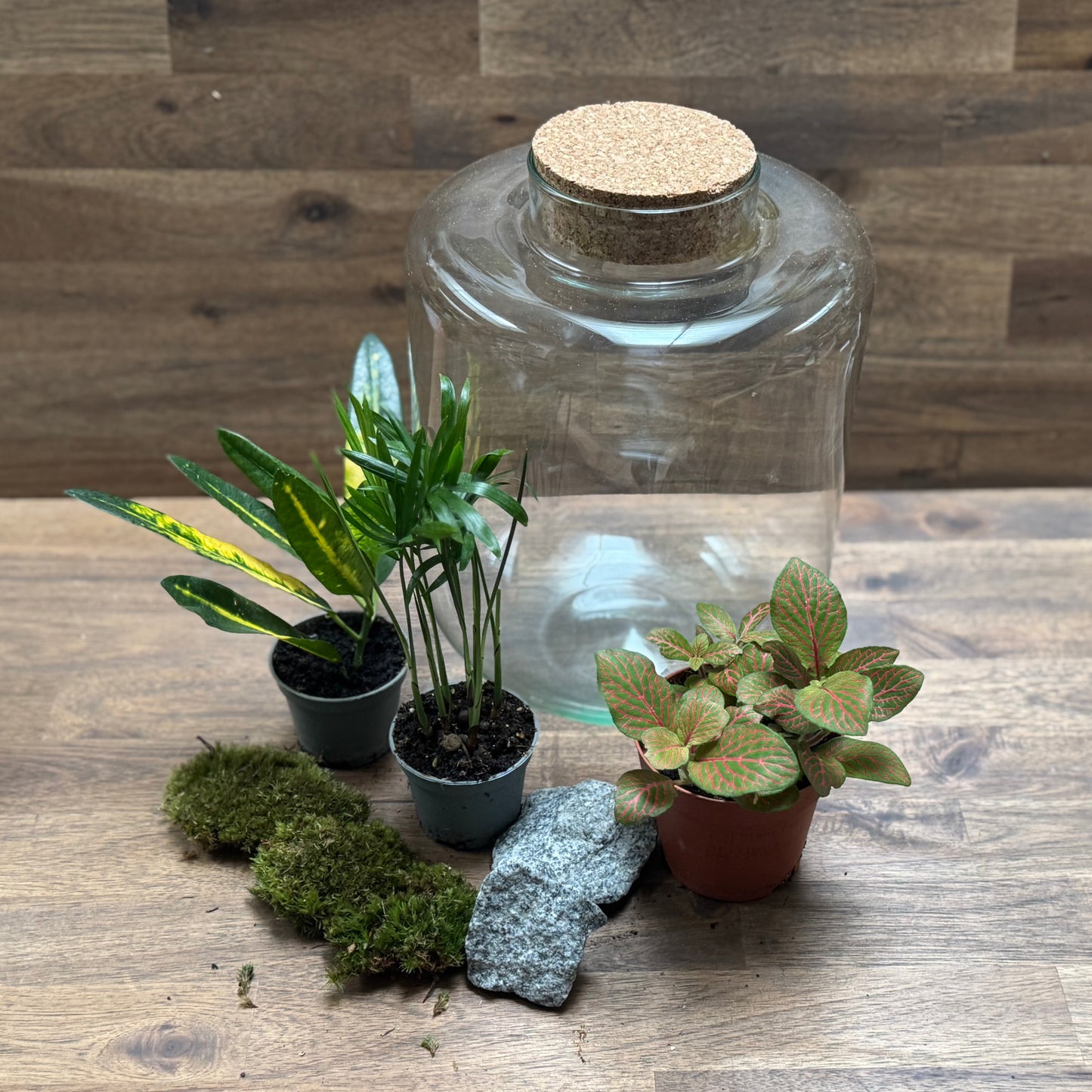 Flaschengarten DIY Set No114 Codiaeum x Chamaedorea elegans x Fittonia