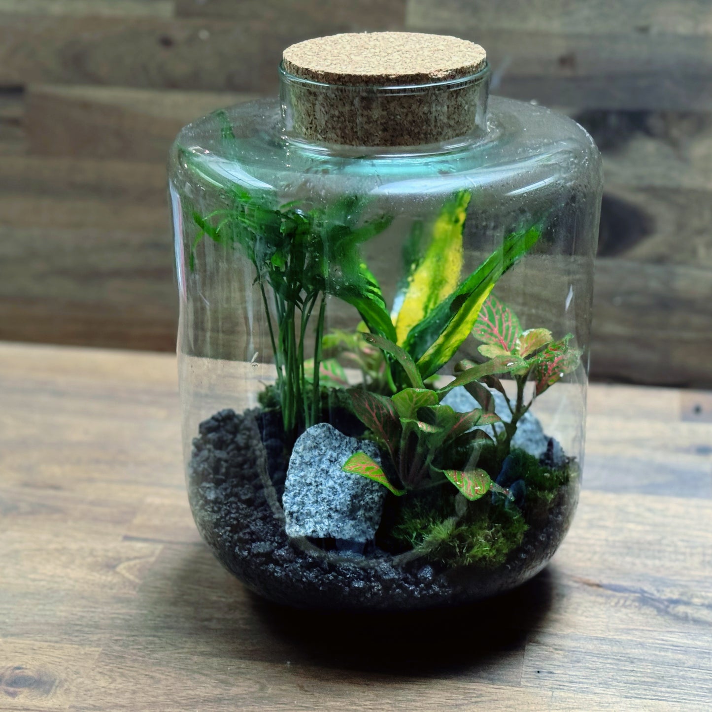 Flaschengarten DIY Set No114 Codiaeum x Chamaedorea elegans x Fittonia