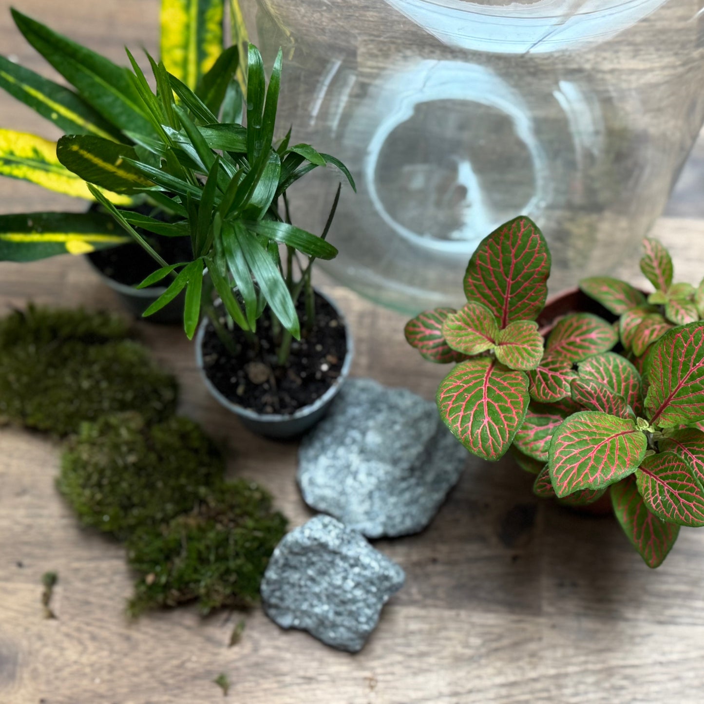 Flaschengarten DIY Set No114 Codiaeum x Chamaedorea elegans x Fittonia