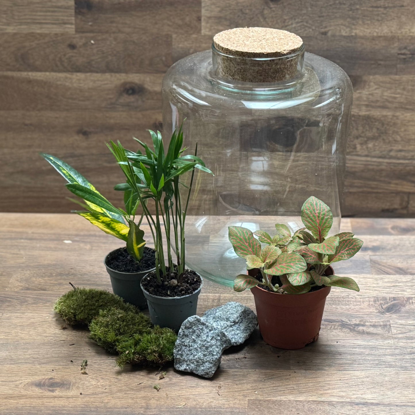Flaschengarten DIY Set No114 Codiaeum x Chamaedorea elegans x Fittonia