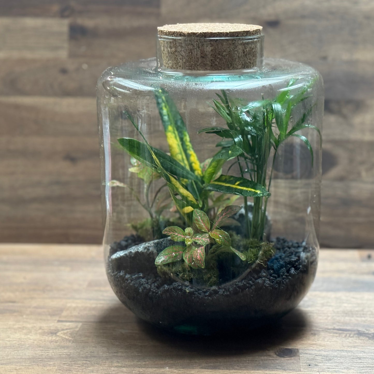 Flaschengarten DIY Set No114 Codiaeum x Chamaedorea elegans x Fittonia