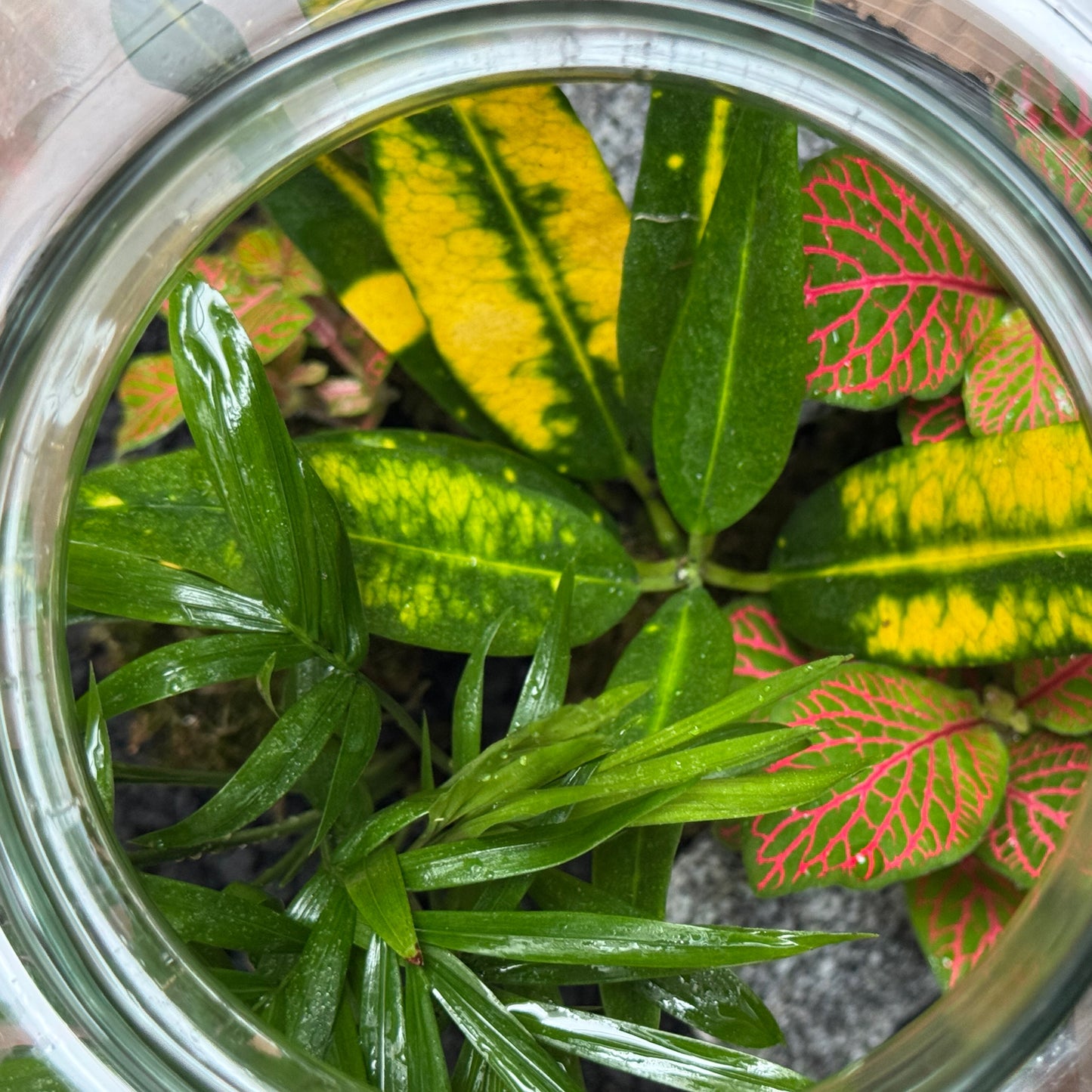 Flaschengarten DIY Set No114 Codiaeum x Chamaedorea elegans x Fittonia