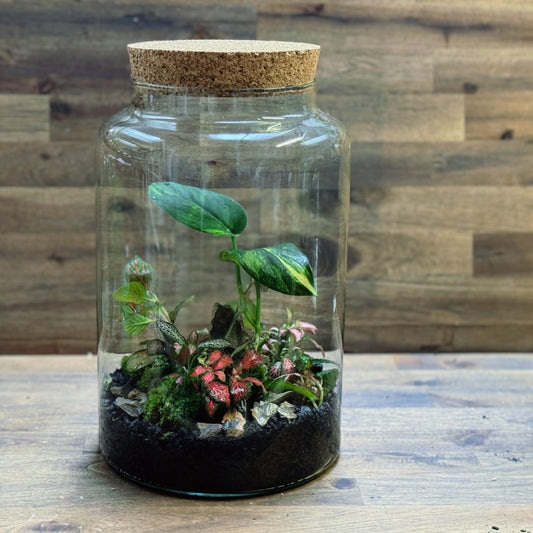 Flaschengarten DIY Set No115 - Scindapsus 'Jade Satin Variegata' x Pellionia repens x Fittonia Mix