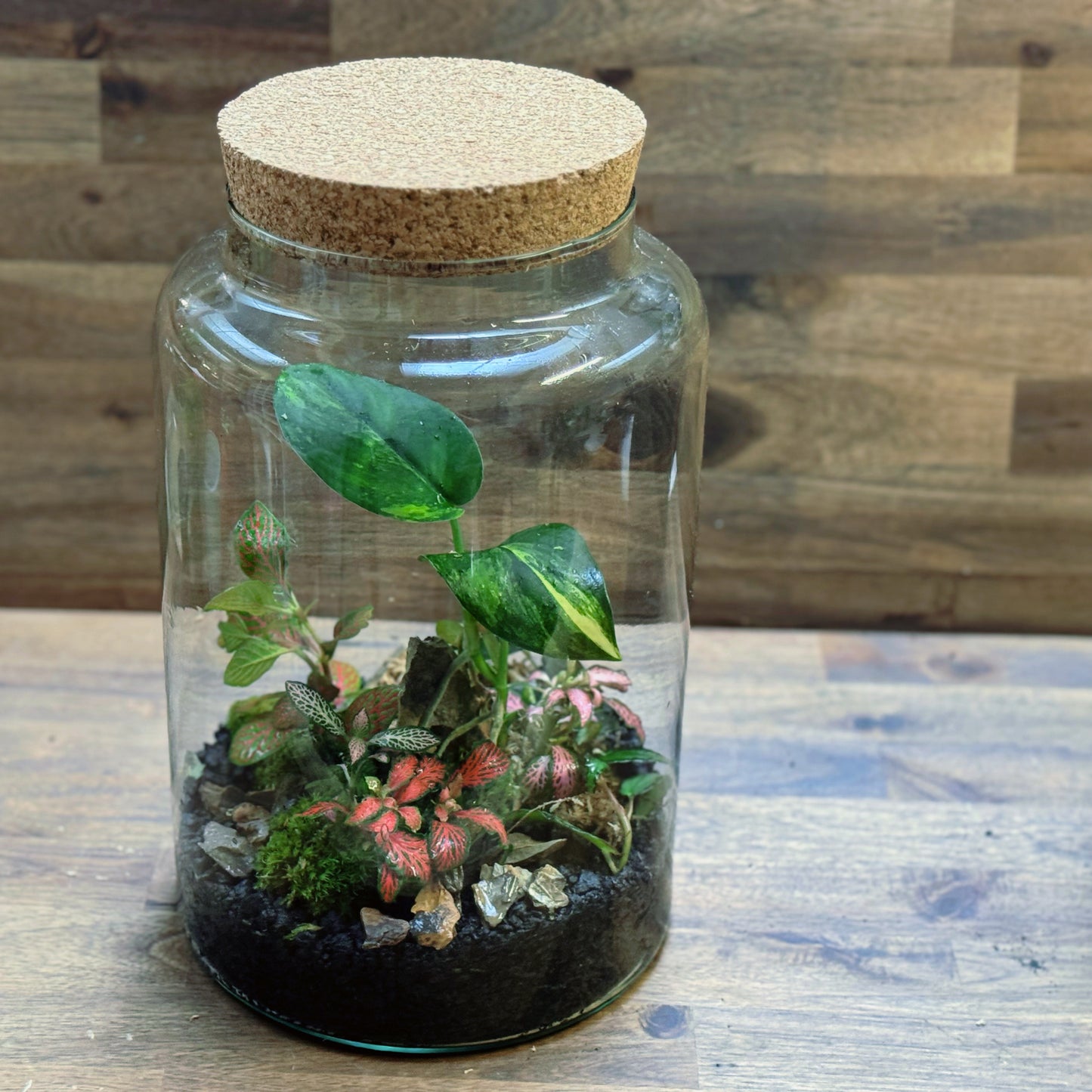 Flaschengarten DIY Set No115 - Scindapsus 'Jade Satin Variegata' x Pellionia repens x Fittonia Mix