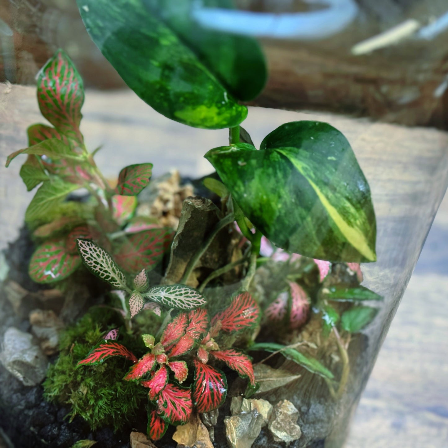 Flaschengarten DIY Set No115 - Scindapsus 'Jade Satin Variegata' x Pellionia repens x Fittonia Mix