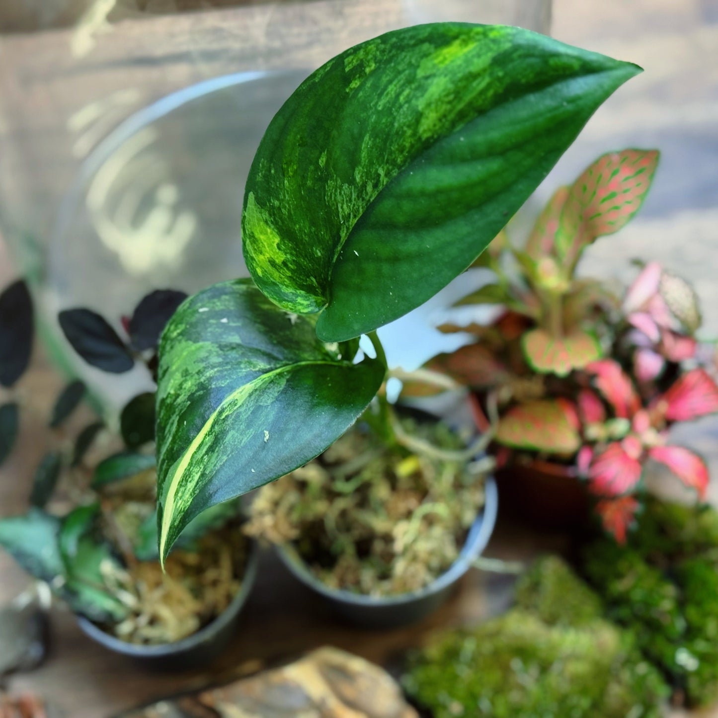Flaschengarten DIY Set No115 - Scindapsus 'Jade Satin Variegata' x Pellionia repens x Fittonia Mix