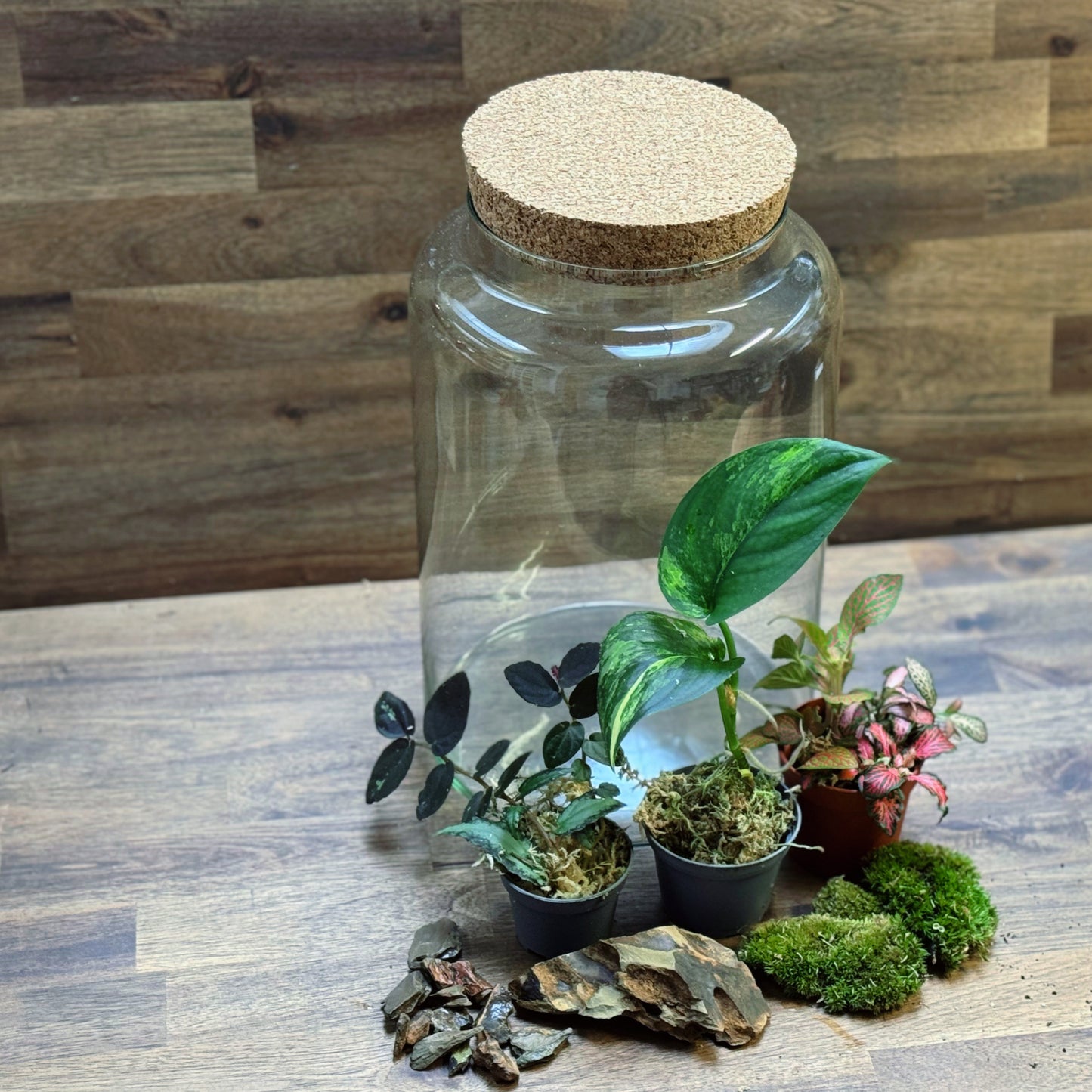 Flaschengarten DIY Set No115 - Scindapsus 'Jade Satin Variegata' x Pellionia repens x Fittonia Mix