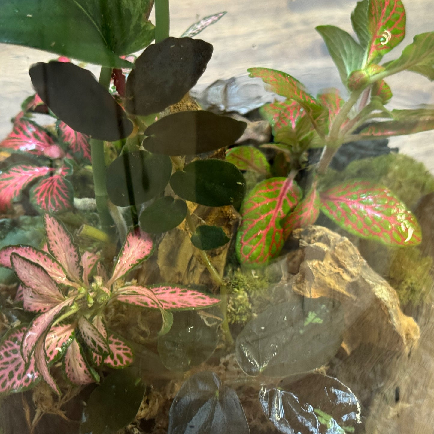 Flaschengarten DIY Set No115 - Scindapsus 'Jade Satin Variegata' x Pellionia repens x Fittonia Mix