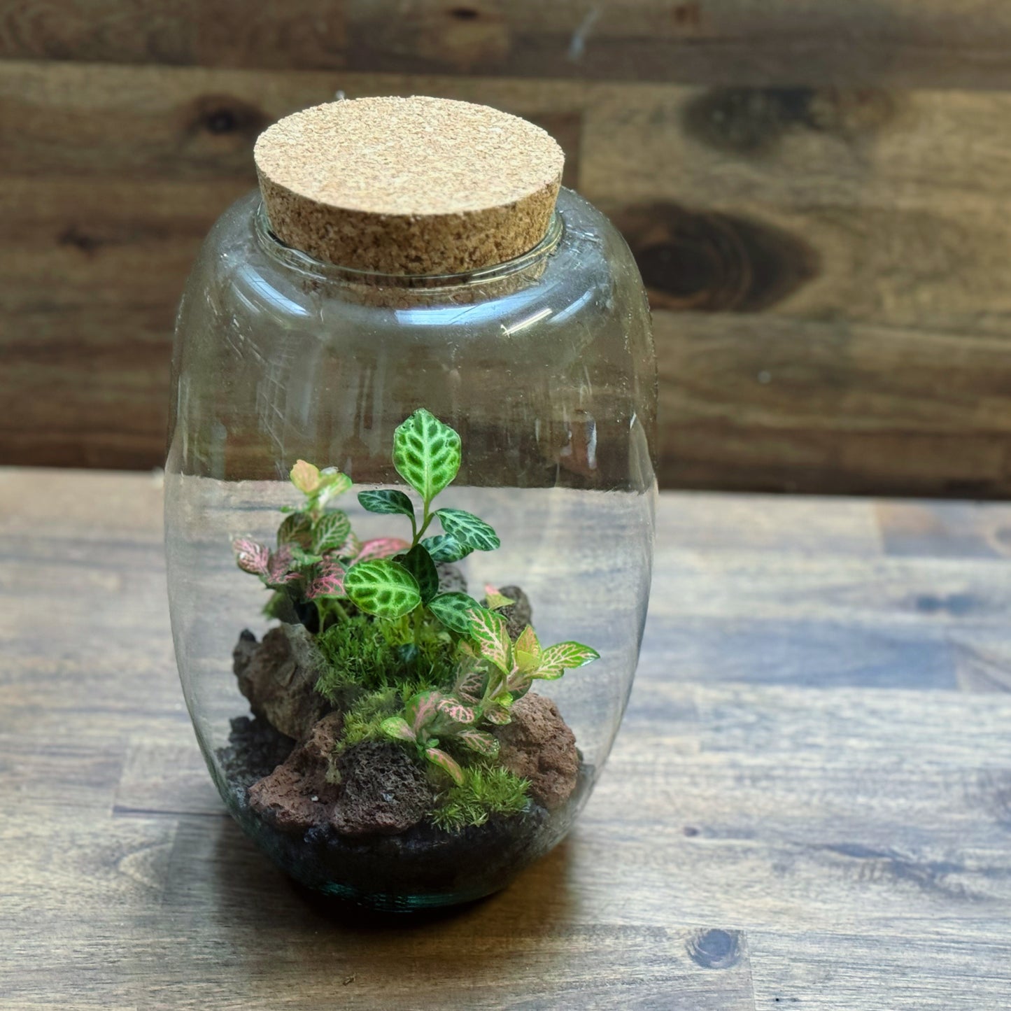 Flaschengarten DIY Set No116 - Labisia 'Turtle Back' x Fittonia 'Salmon Ruby Lime'