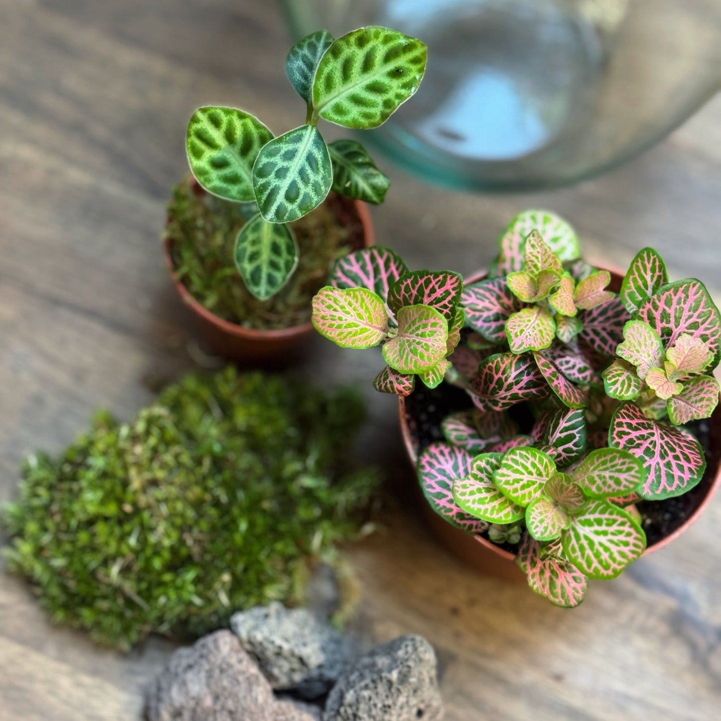 Flaschengarten DIY Set No116 - Labisia 'Turtle Back' x Fittonia 'Salmon Ruby Lime'