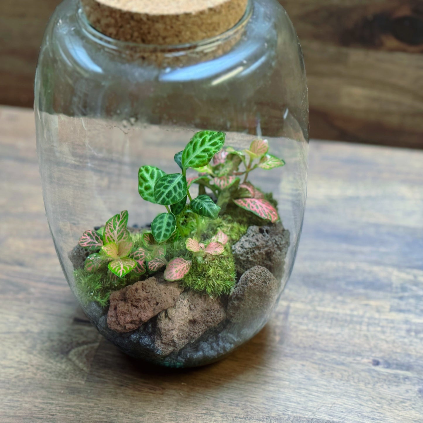 Flaschengarten DIY Set No116 - Labisia 'Turtle Back' x Fittonia 'Salmon Ruby Lime'