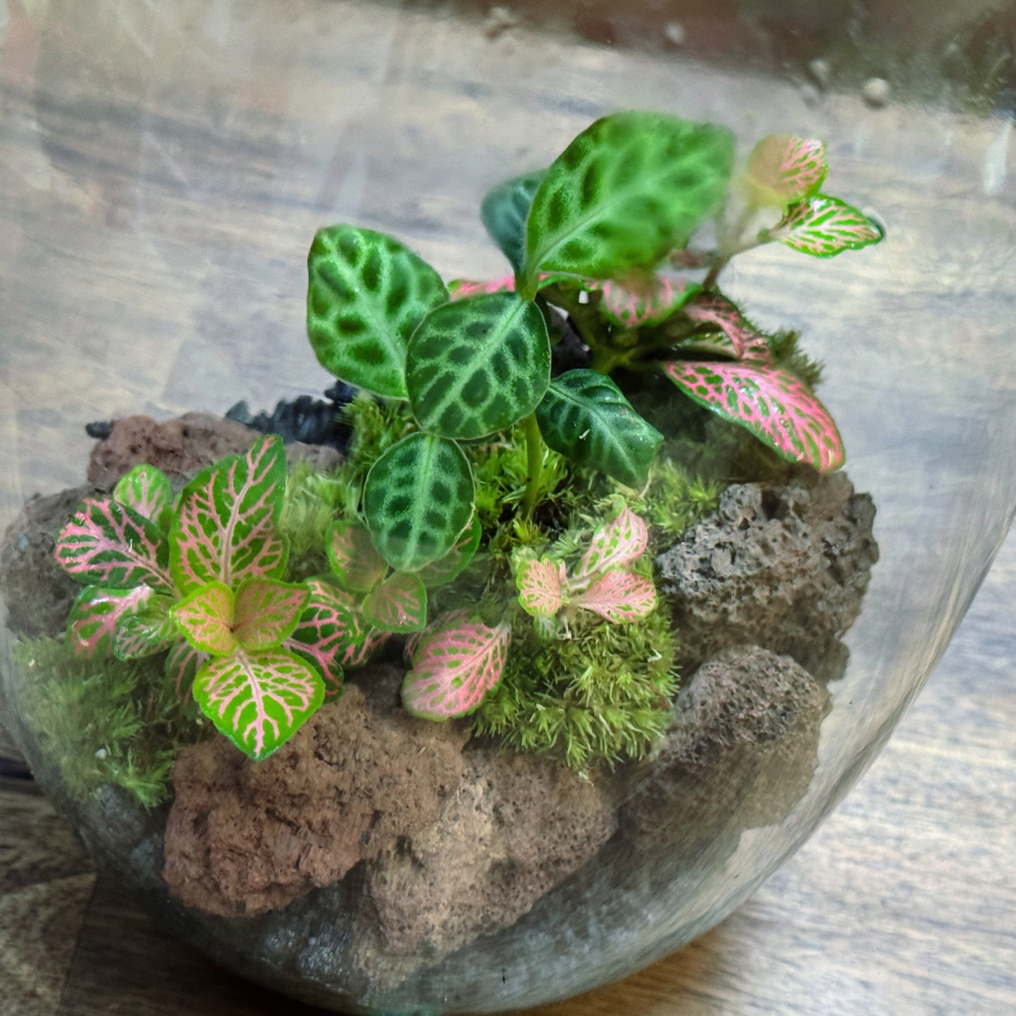 Flaschengarten DIY Set No116 - Labisia 'Turtle Back' x Fittonia 'Salmon Ruby Lime'