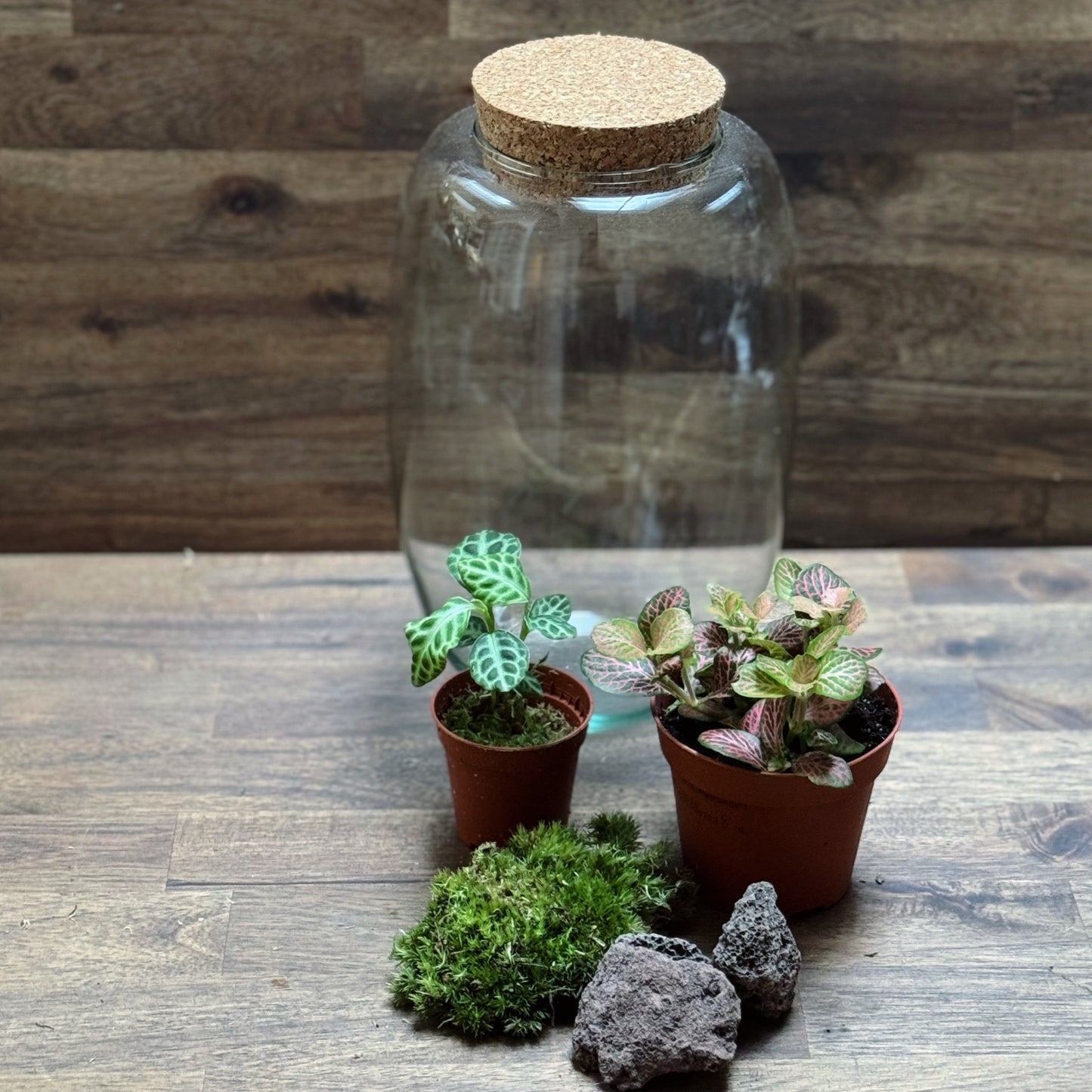 Flaschengarten DIY Set No116 - Labisia 'Turtle Back' x Fittonia 'Salmon Ruby Lime'