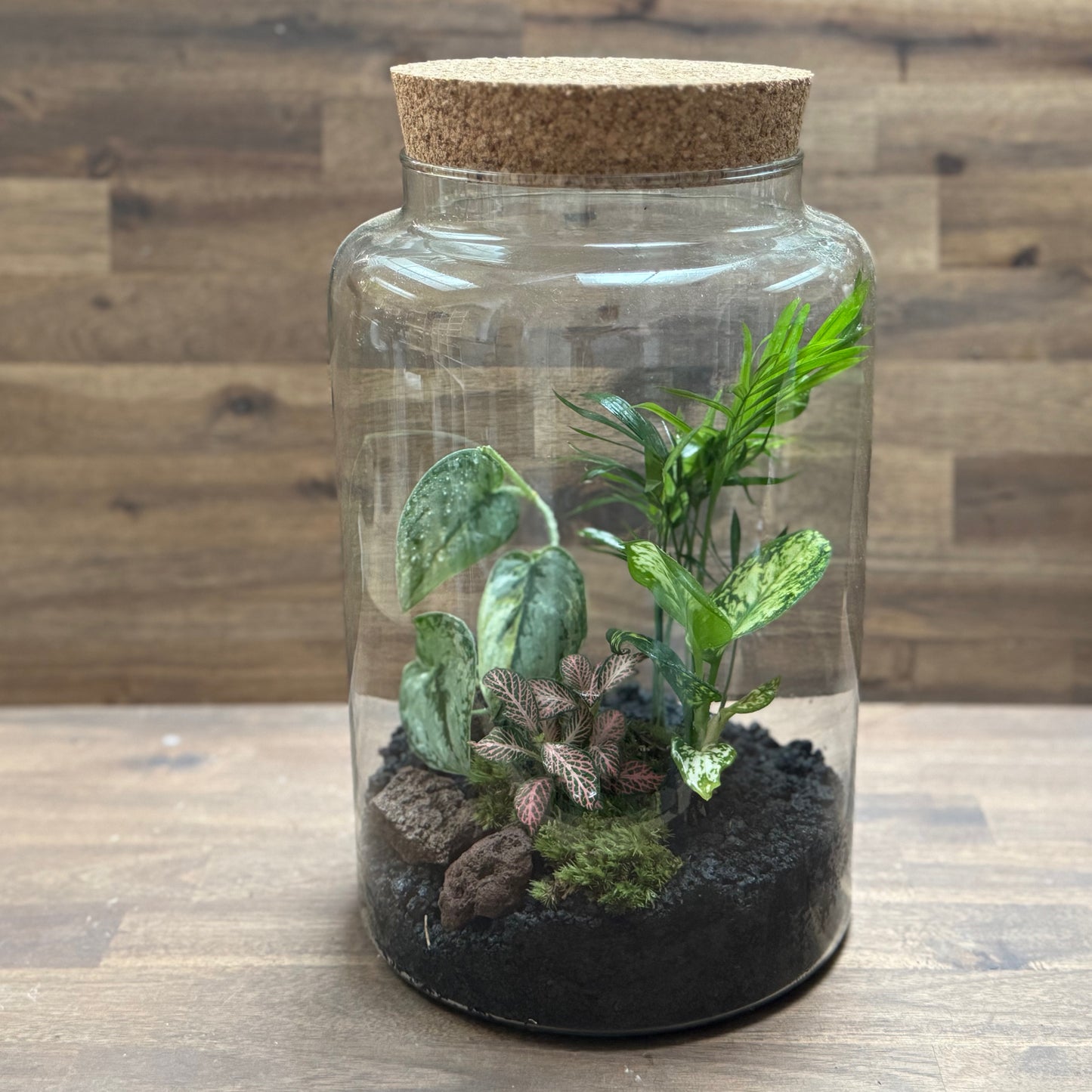 Flaschengarten DIY Set No117 - Scindapsus 'Peasun Variegata' x Chamaedorea elegans x Aglaonema 'Snow White' x Fittonia