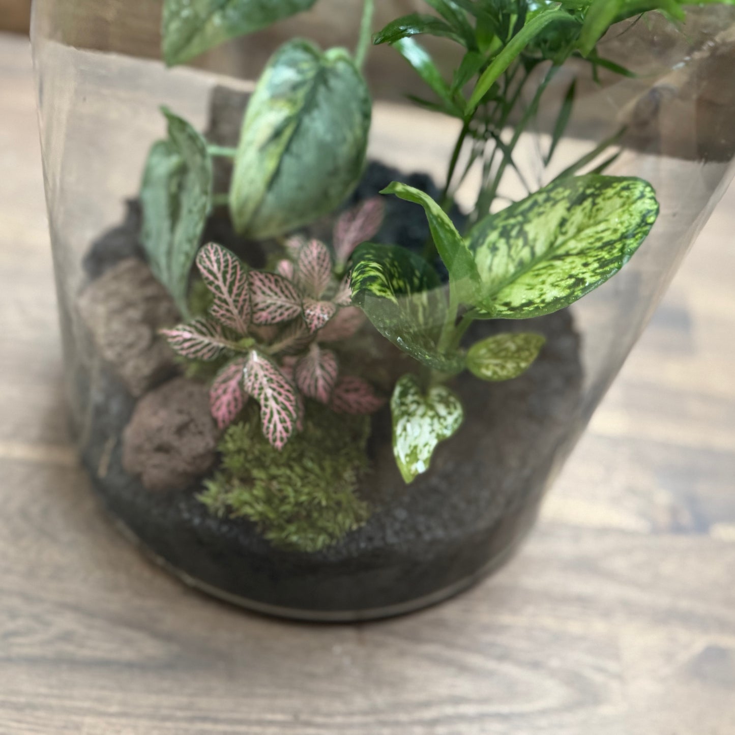 Flaschengarten DIY Set No117 - Scindapsus 'Peasun Variegata' x Chamaedorea elegans x Aglaonema 'Snow White' x Fittonia