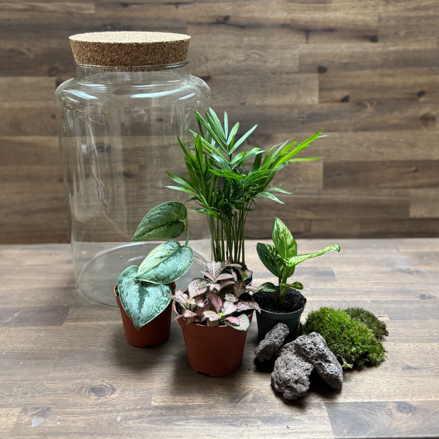 Flaschengarten DIY Set No117 - Scindapsus 'Peasun Variegata' x Chamaedorea elegans x Aglaonema 'Snow White' x Fittonia