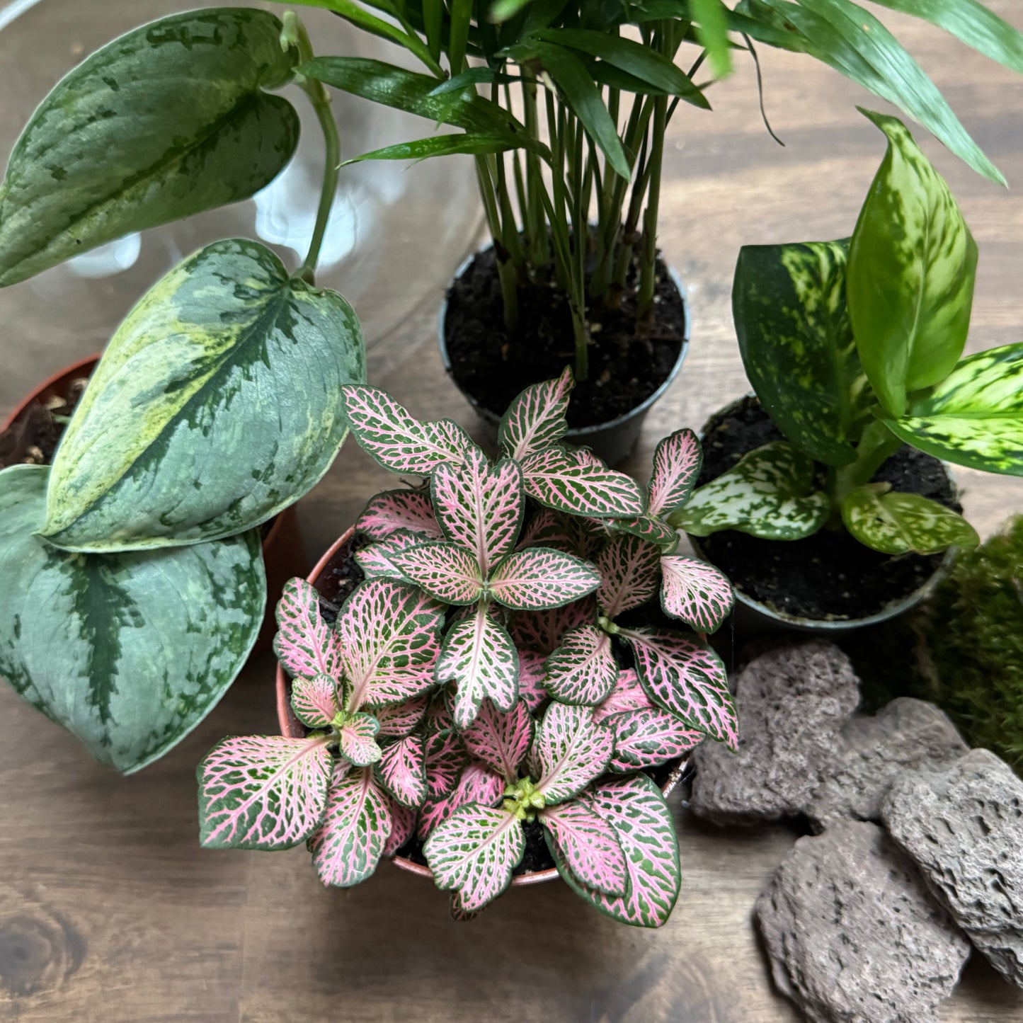 Flaschengarten DIY Set No117 - Scindapsus 'Peasun Variegata' x Chamaedorea elegans x Aglaonema 'Snow White' x Fittonia
