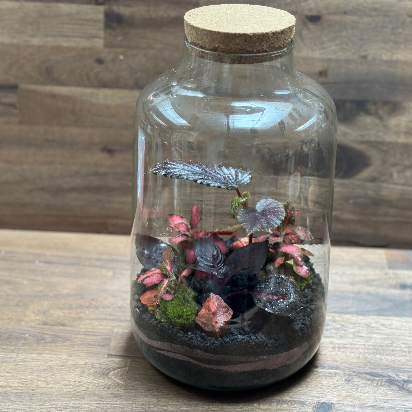 Flaschengarten DIY Set No119 Begonia maculata x Iresine herbstii x Fittonia Forest Flame