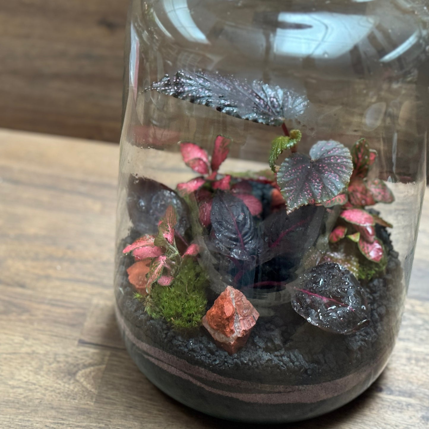 Flaschengarten DIY Set No119 Begonia maculata x Iresine herbstii x Fittonia Forest Flame