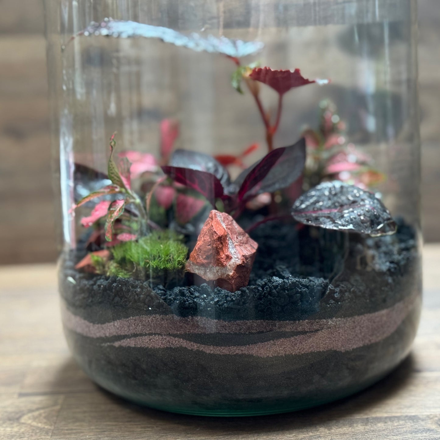 Flaschengarten DIY Set No119 Begonia maculata x Iresine herbstii x Fittonia Forest Flame
