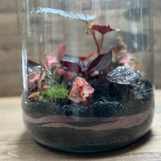 Flaschengarten DIY Set No119 Begonia maculata x Iresine herbstii x Fittonia Forest Flame