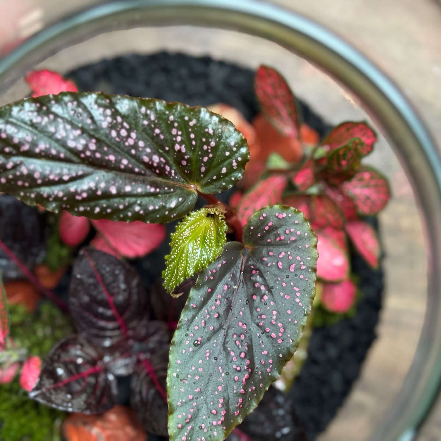 Flaschengarten DIY Set No119 Begonia maculata x Iresine herbstii x Fittonia Forest Flame