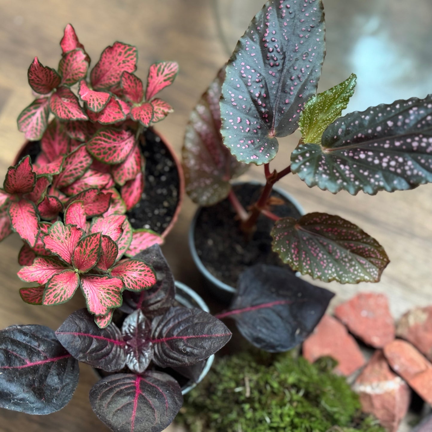 Flaschengarten DIY Set No119 Begonia maculata x Iresine herbstii x Fittonia Forest Flame