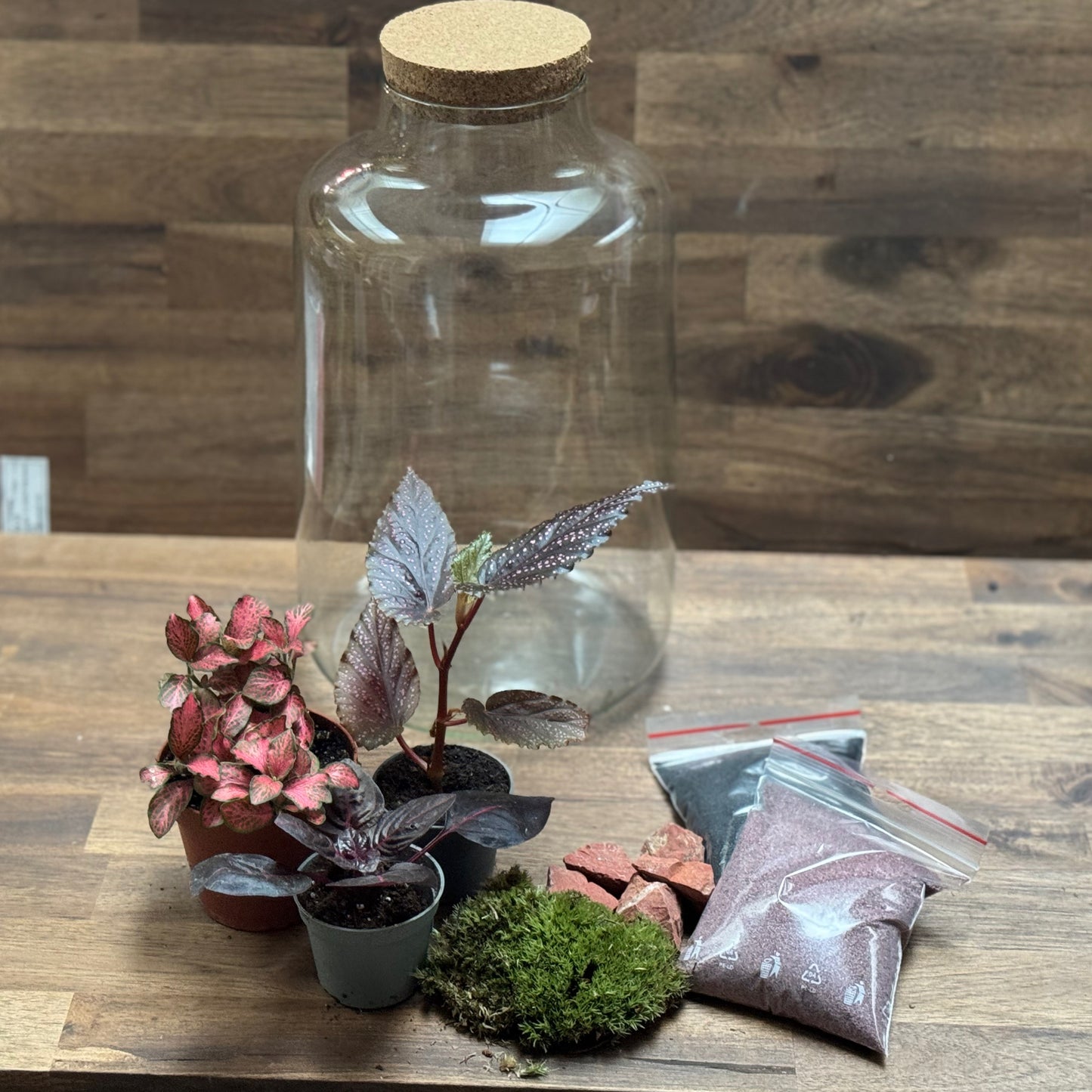 Flaschengarten DIY Set No119 Begonia maculata x Iresine herbstii x Fittonia Forest Flame