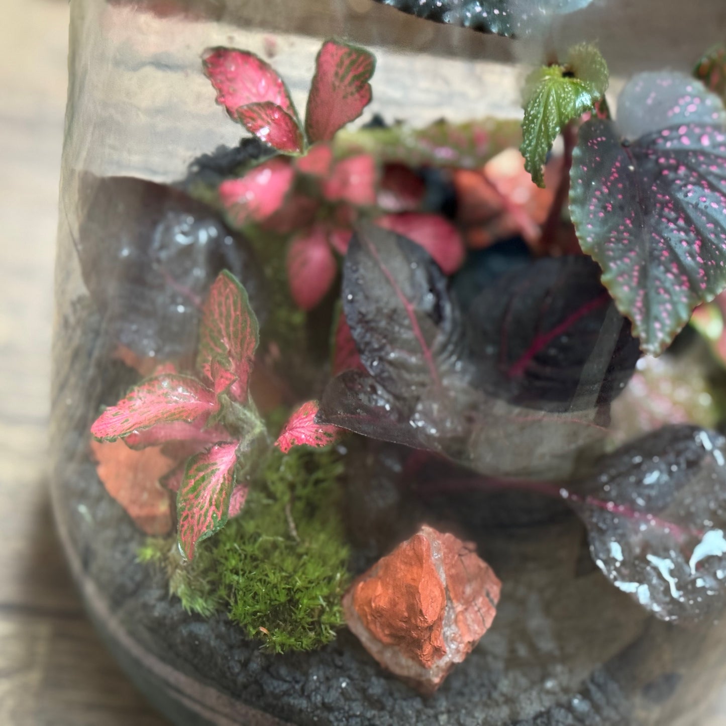 Flaschengarten DIY Set No119 Begonia maculata x Iresine herbstii x Fittonia Forest Flame