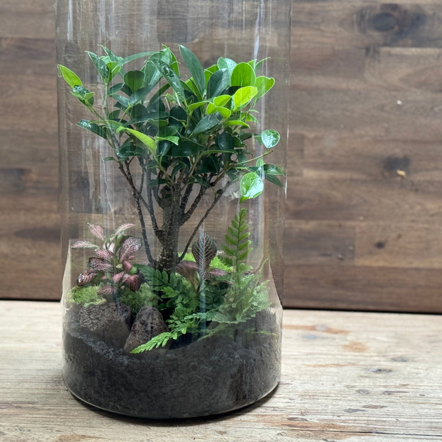 Flaschengarten DIY Set No120 -  Ficus retusa x Polystichum tsus-simense x Fittonia