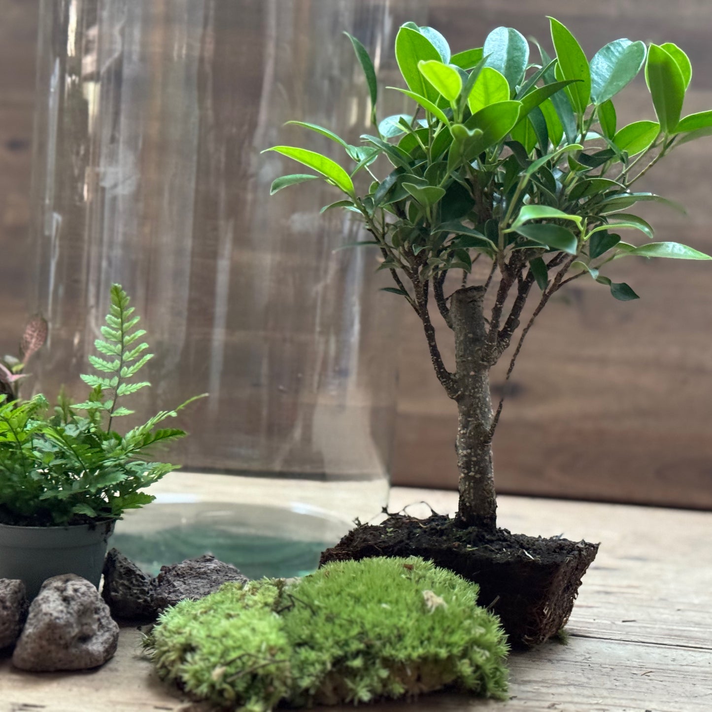 Flaschengarten DIY Set No120 -  Ficus retusa x Polystichum tsus-simense x Fittonia
