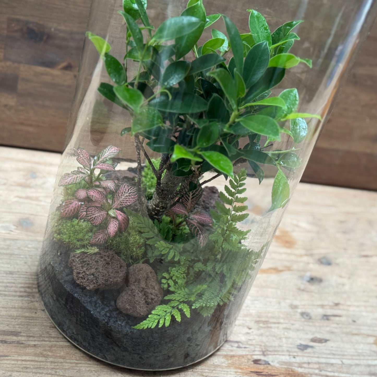 Flaschengarten DIY Set No120 -  Ficus retusa x Polystichum tsus-simense x Fittonia