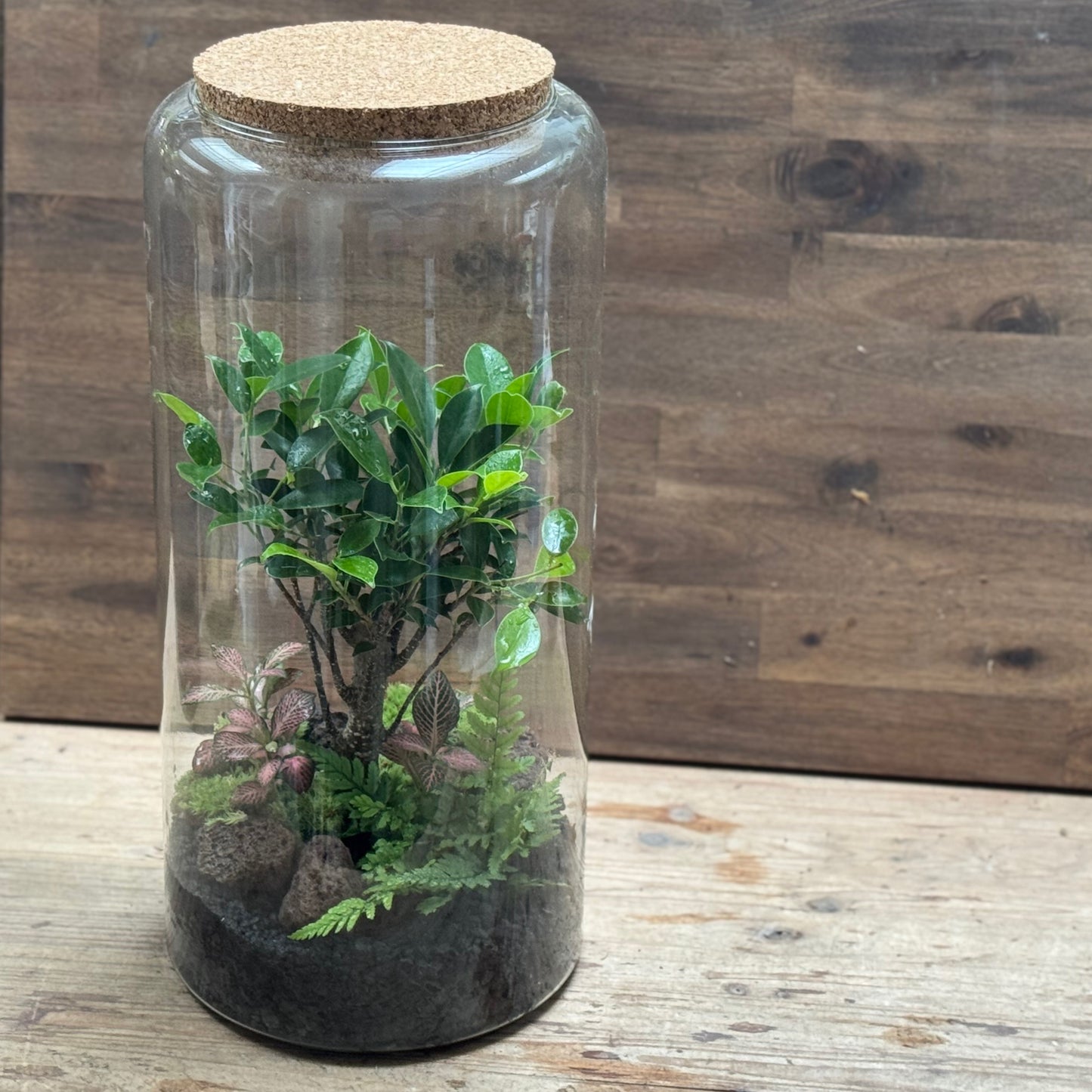 Flaschengarten DIY Set No120 -  Ficus retusa x Polystichum tsus-simense x Fittonia