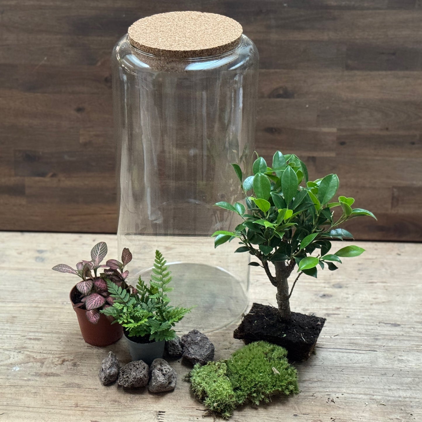 Flaschengarten DIY Set No120 -  Ficus retusa x Polystichum tsus-simense x Fittonia