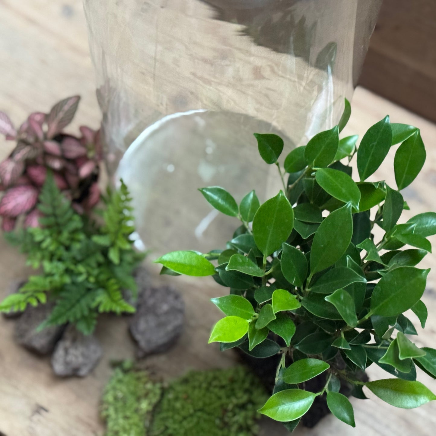 Flaschengarten DIY Set No120 -  Ficus retusa x Polystichum tsus-simense x Fittonia
