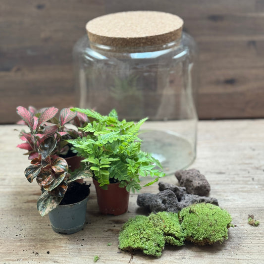 Flaschengarten DIY Set No121 - Peperomia Crème Brûlée x Rumohra adiantiformis x Fittonia