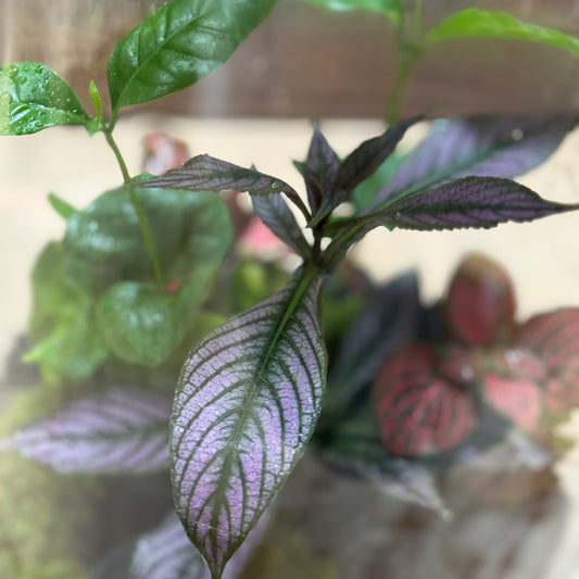 Flaschengarten DIY Set No122 - Strobilanthes dyeriana x Coffea arabica x Fittonia