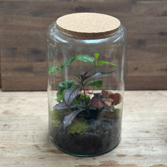 Flaschengarten DIY Set No122 - Strobilanthes dyeriana x Coffea arabica x Fittonia