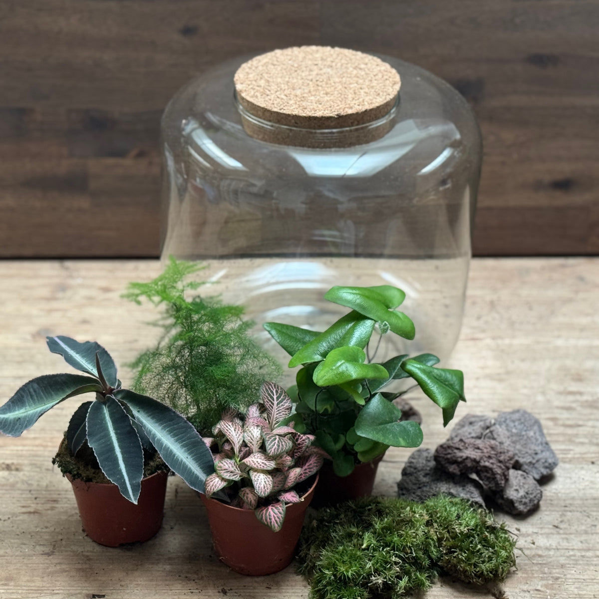 Flaschengarten DIY Set No123 - Labisia pumila  x Asparagus setaceus x Hemionitis arifolia x Fittonia