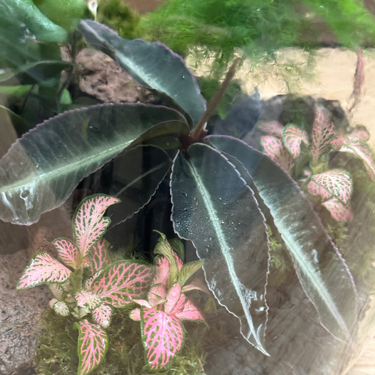 Flaschengarten DIY Set No123 - Labisia pumila  x Asparagus setaceus x Hemionitis arifolia x Fittonia