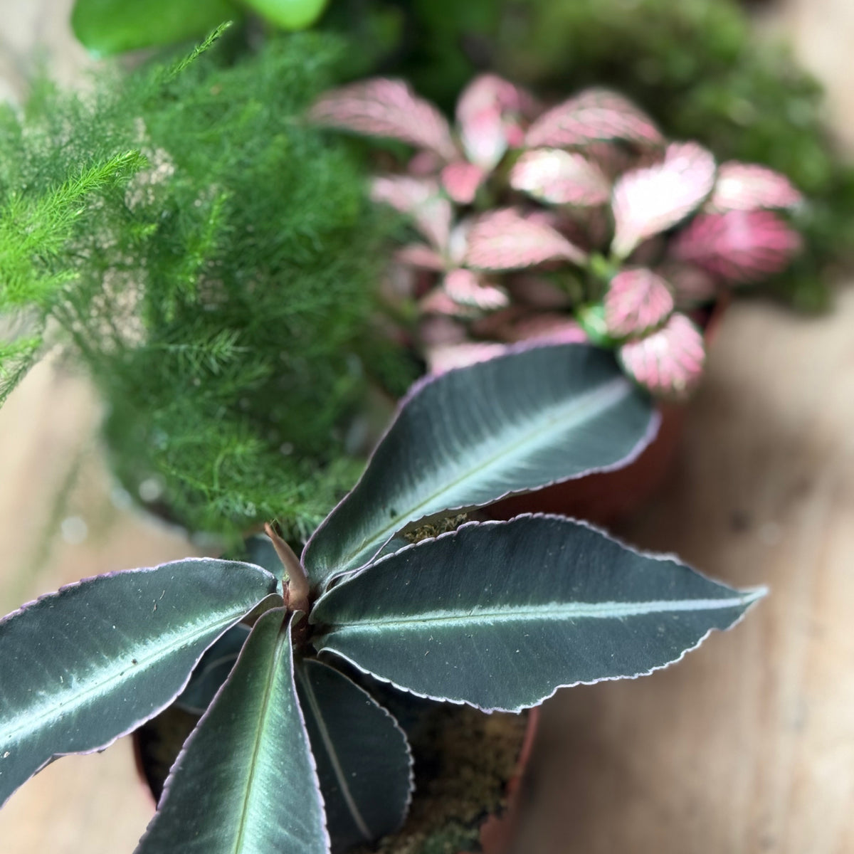 Flaschengarten DIY Set No123 - Labisia pumila  x Asparagus setaceus x Hemionitis arifolia x Fittonia