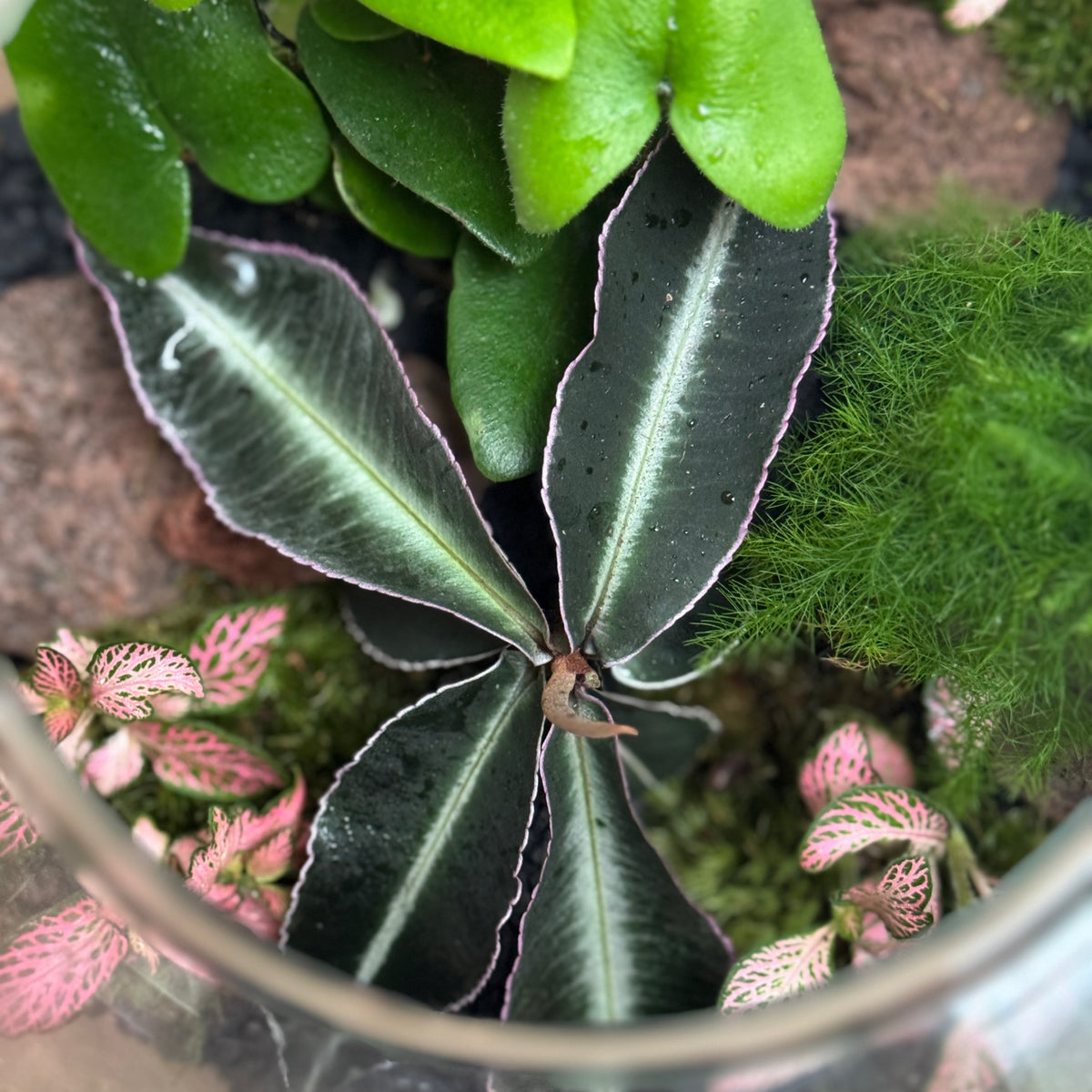 Flaschengarten DIY Set No123 - Labisia pumila  x Asparagus setaceus x Hemionitis arifolia x Fittonia