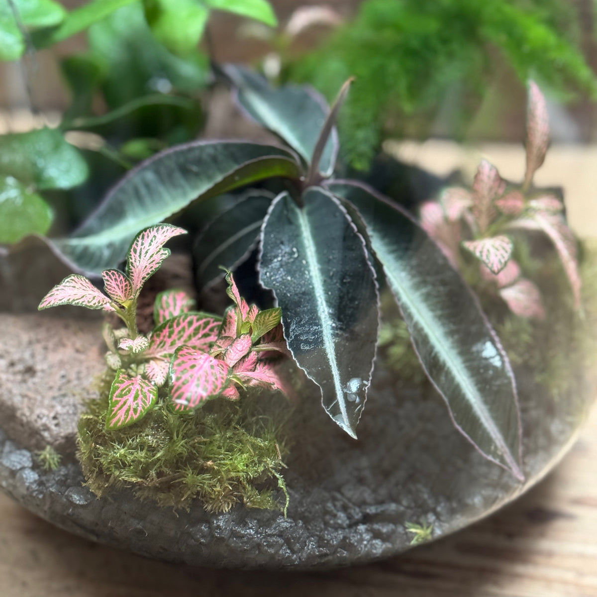Flaschengarten DIY Set No123 - Labisia pumila  x Asparagus setaceus x Hemionitis arifolia x Fittonia