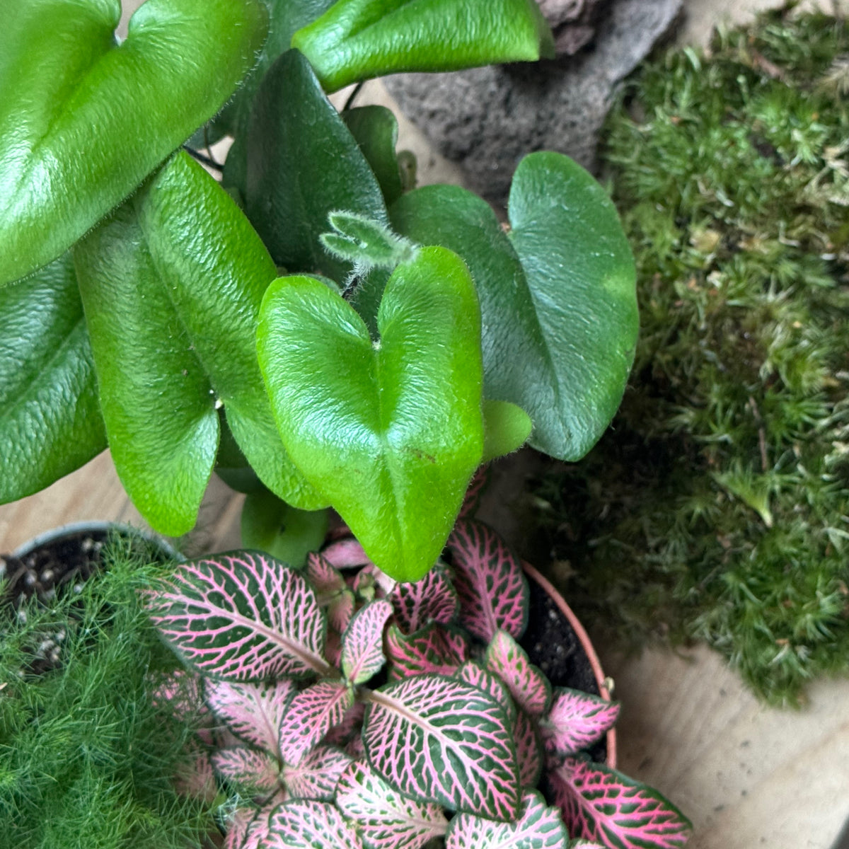Flaschengarten DIY Set No123 - Labisia pumila  x Asparagus setaceus x Hemionitis arifolia x Fittonia