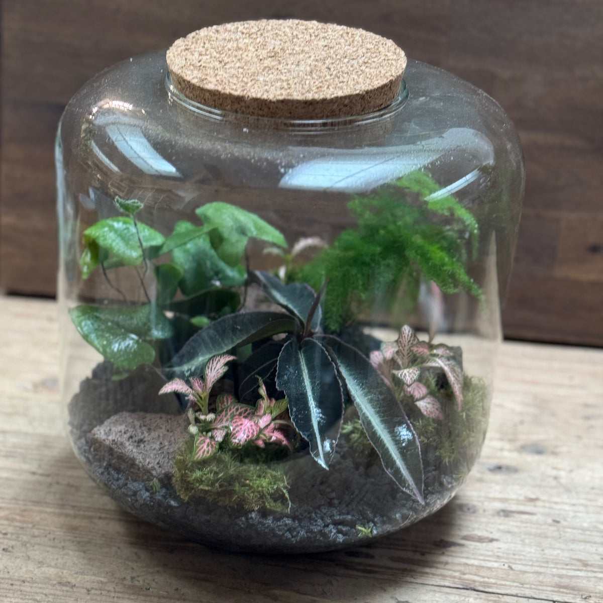 Flaschengarten DIY Set No123 - Labisia pumila  x Asparagus setaceus x Hemionitis arifolia x Fittonia