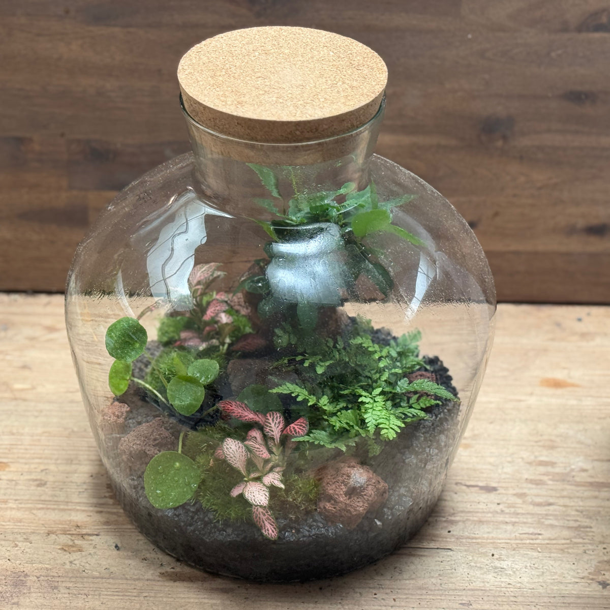 Flaschengarten DIY Set No124 - Ficus microcarpa 'Ginseng'  x Pilea peperomioides x Polystichum tsus-simense x Fittonia