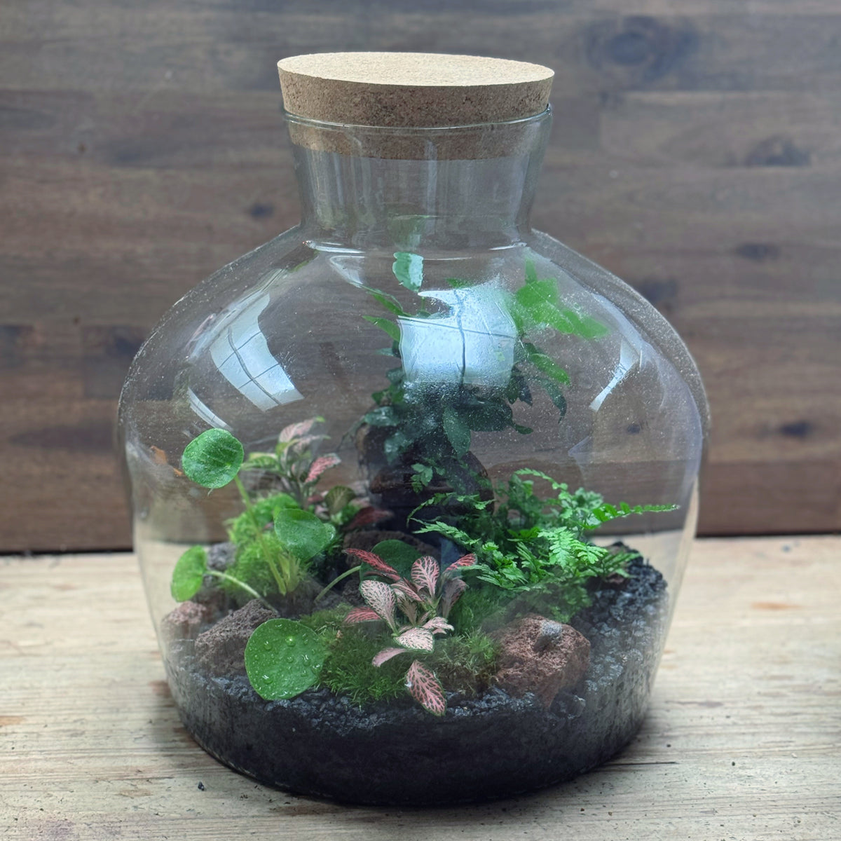 Flaschengarten DIY Set No124 - Ficus microcarpa 'Ginseng'  x Pilea peperomioides x Polystichum tsus-simense x Fittonia