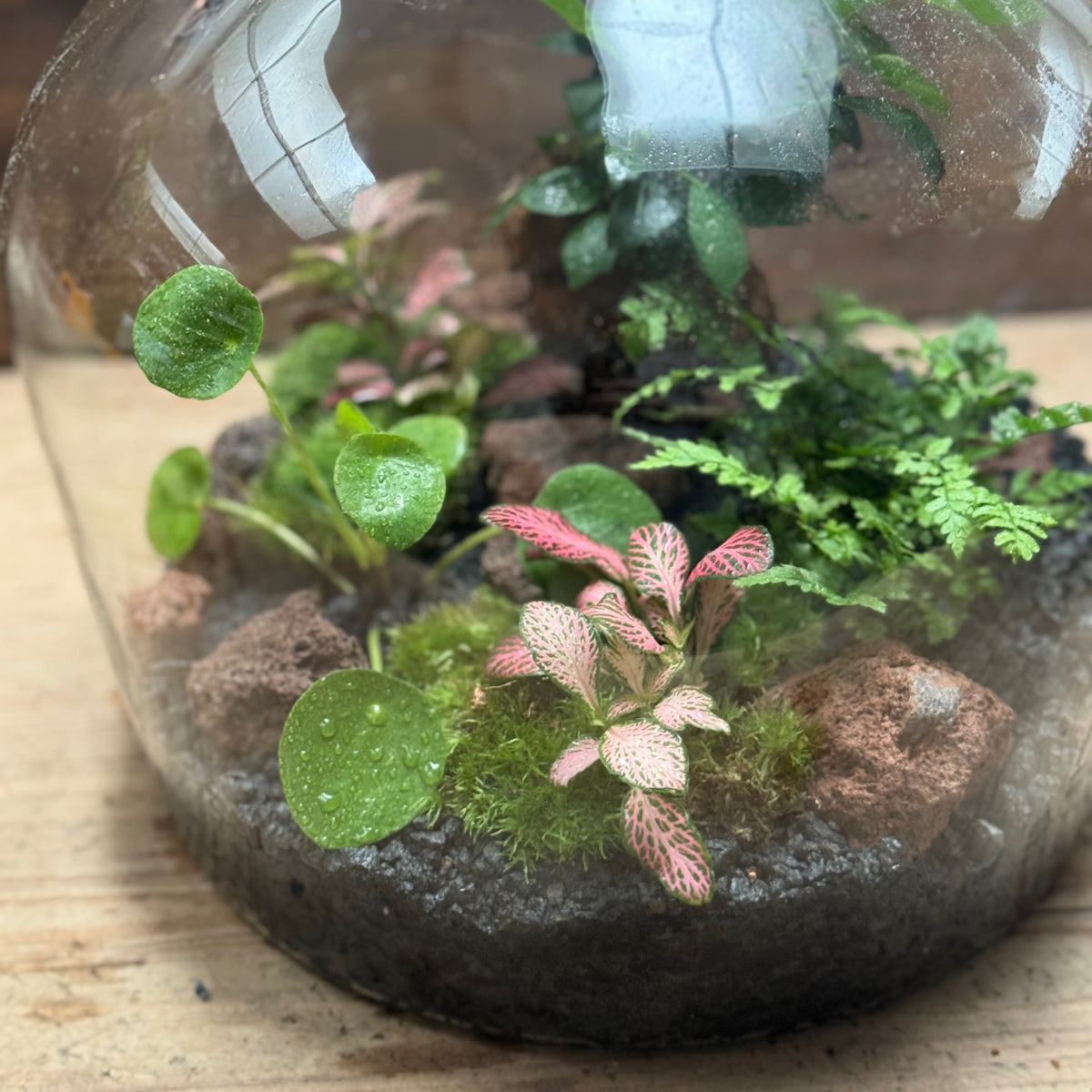 Flaschengarten DIY Set No124 - Ficus microcarpa 'Ginseng'  x Pilea peperomioides x Polystichum tsus-simense x Fittonia