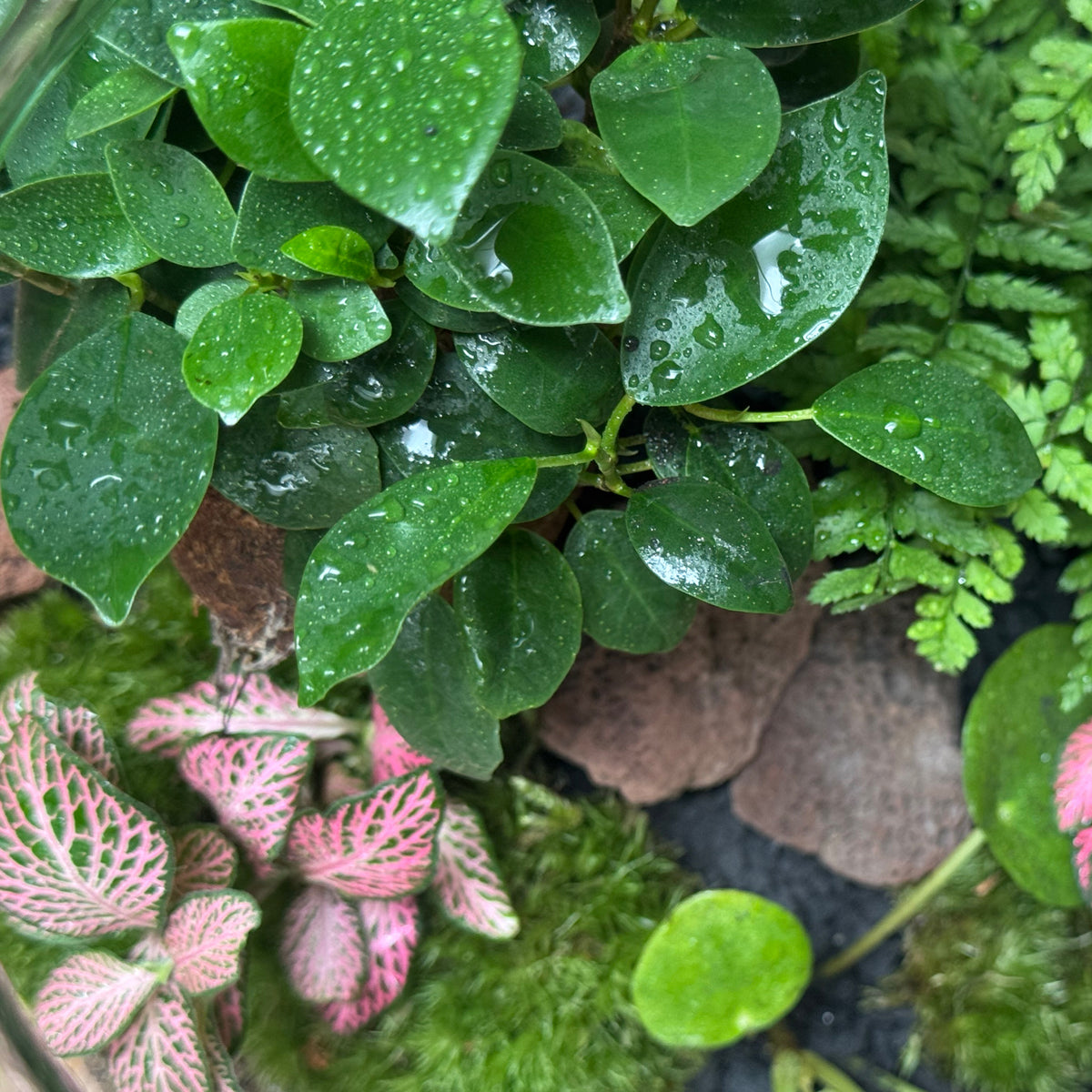 Flaschengarten DIY Set No124 - Ficus microcarpa 'Ginseng'  x Pilea peperomioides x Polystichum tsus-simense x Fittonia